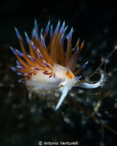 Cratena peregrina nudibranch_June 2026
(Canon RF100,1/20... by Antonio Venturelli 